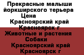 Прекрасные малыши  йоркширского терьера › Цена ­ 15 000 - Красноярский край, Красноярск г. Животные и растения » Собаки   . Красноярский край,Красноярск г.